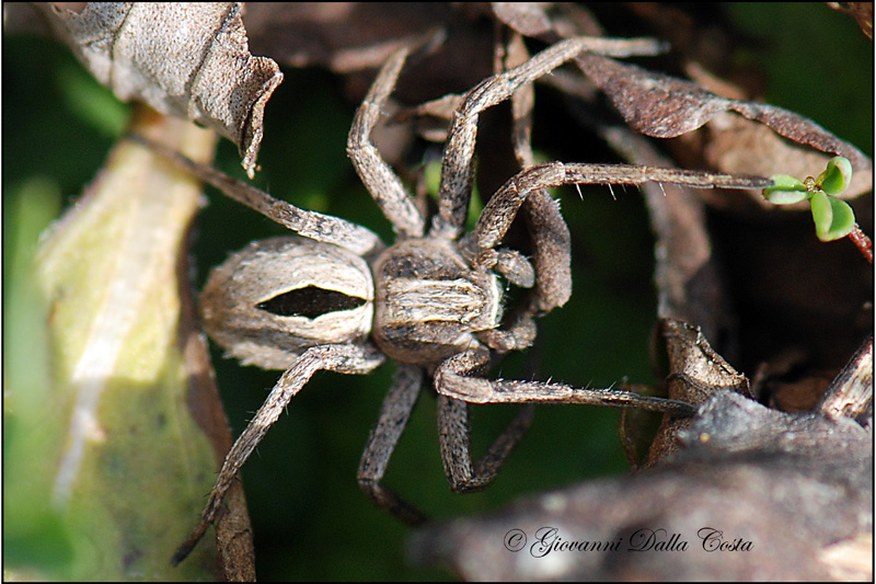 Thanatus sp.
